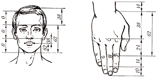 Золотое сечение: лицо человека и кисть руки